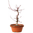 Acer palmatum deshojo, 27 cm, ± 8 años de edad, con un nebari de 3 cm