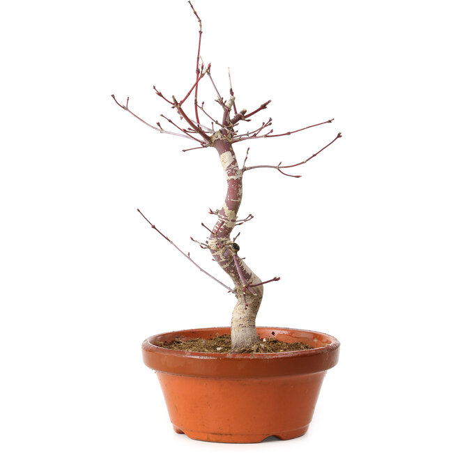 Acer palmatum deshojo, 27 cm, ± 8 anni, con nebari di 3 cm