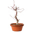Acer palmatum deshojo, 27 cm, ± 8 jaar oud, met een nebari van 3 cm