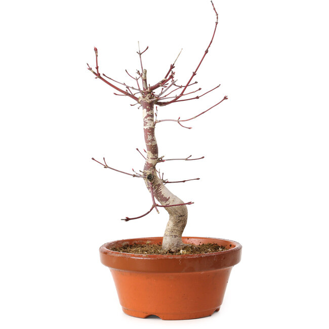 Acer palmatum deshojo, 27 cm, ± 8 Jahre alt, mit einem Wurzelhals von 3 cm