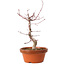 Acer palmatum deshojo, 27 cm, ± 8 years old, with a nebari of 3 cm