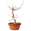 Acer palmatum deshojo, 27 cm, ± 8 years old, with a nebari of 3 cm