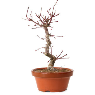 Acer palmatum deshojo, 27 cm, ± 8 ans