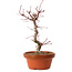 Acer palmatum deshojo, 27 cm, ± 8 años de edad, con un nebari de 3 cm