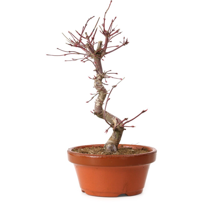 Acer palmatum deshojo, 27 cm, ± 8 años de edad, con un nebari de 3 cm