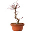 Acer palmatum deshojo, 27 cm, ± 8 ans, avec un nebari de 3 cm