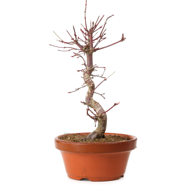 Acer palmatum deshojo, 27 cm, ± 8 anni, con nebari di 3 cm