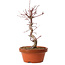 Acer palmatum deshojo, 27 cm, ± 8 anni, con nebari di 3 cm