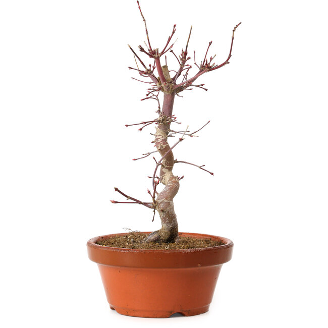 Acer palmatum deshojo, 27 cm, ± 8 years old, with a nebari of 3 cm