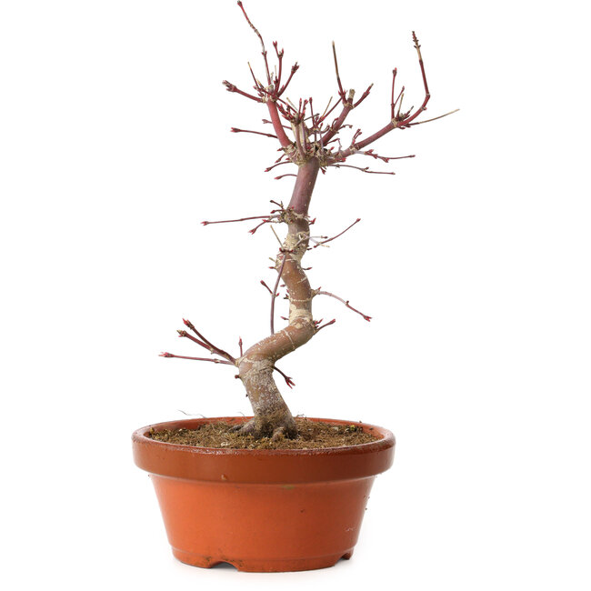 Acer palmatum deshojo, 27 cm, ± 8 años de edad, con un nebari de 3 cm