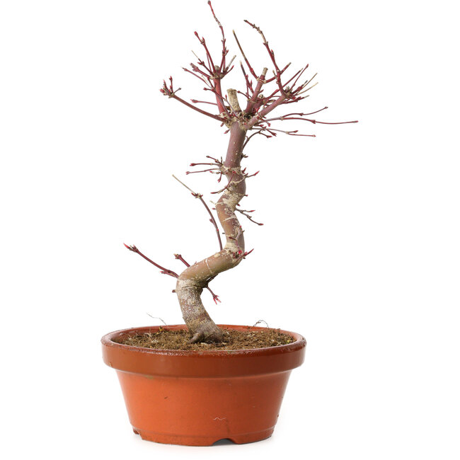 Acer palmatum deshojo, 27 cm, ± 8 years old, with a nebari of 3 cm