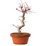 Acer palmatum deshojo, 27 cm, ± 8 years old, with a nebari of 3 cm