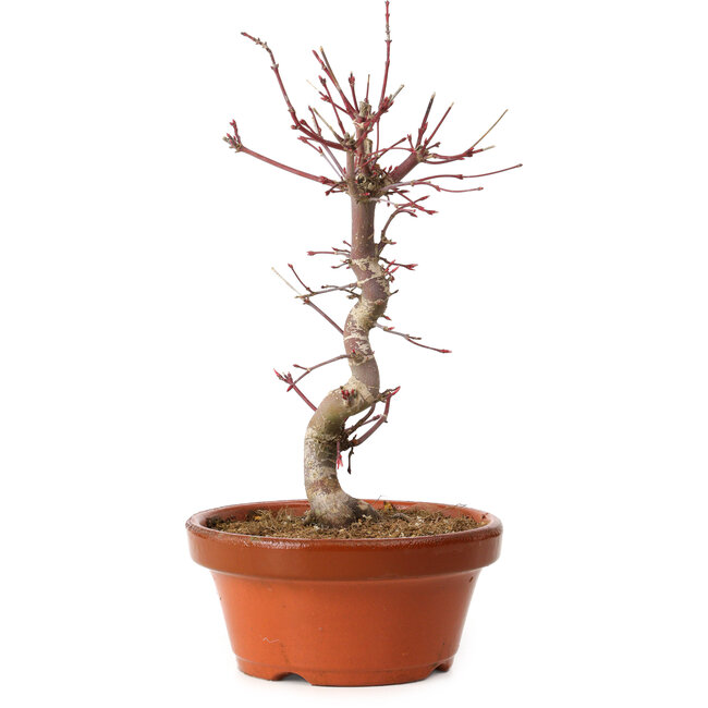 Acer palmatum deshojo, 27 cm, ± 8 anni, con nebari di 3 cm