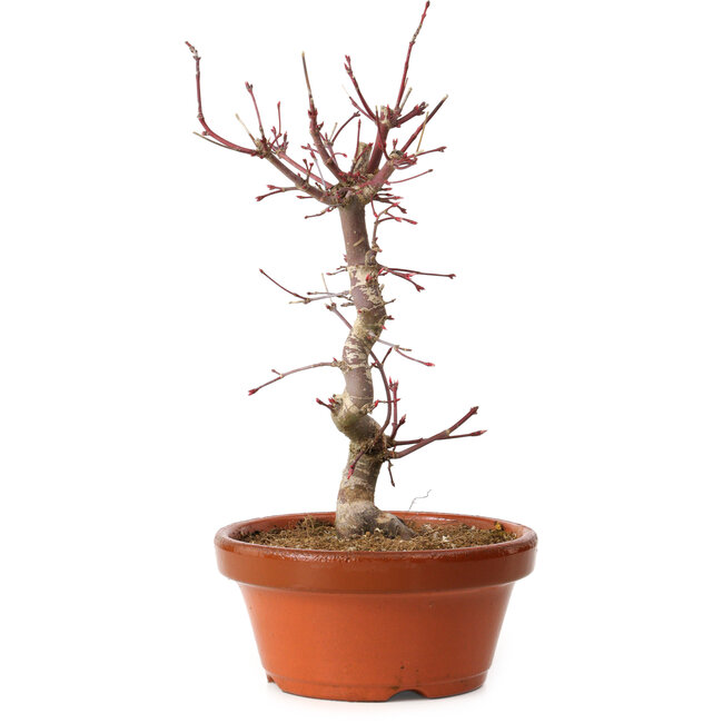 Acer palmatum deshojo, 27 cm, ± 8 anni, con nebari di 3 cm