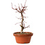 Acer palmatum deshojo, 27 cm, ± 8 anni, con nebari di 3 cm