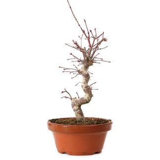 Acer palmatum deshojo, 27 cm, ± 8 Jahre alt