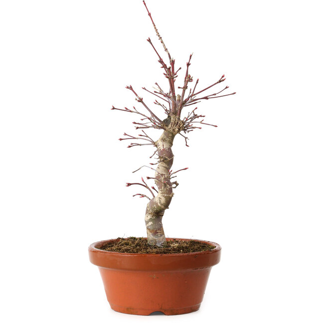 Acer palmatum deshojo, 27 cm, ± 8 years old, with a nebari of 3 cm
