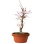 Acer palmatum deshojo, 27 cm, ± 8 years old, with a nebari of 3 cm