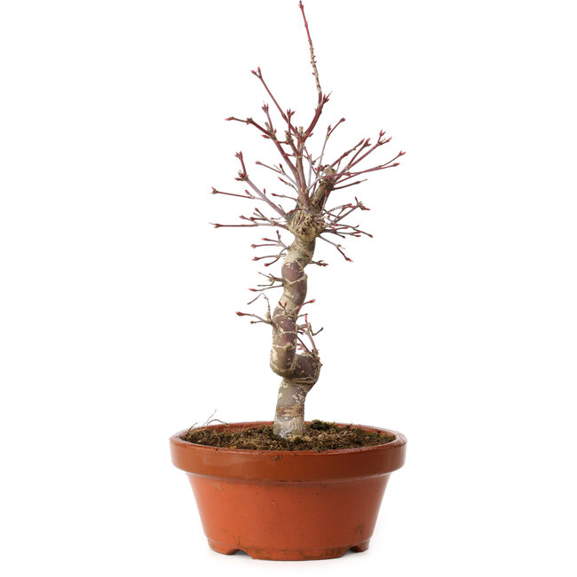 Acer palmatum deshojo, 27 cm, ± 8 years old, with a nebari of 3 cm