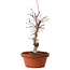 Acer palmatum deshojo, 27 cm, ± 8 anni, con nebari di 3 cm