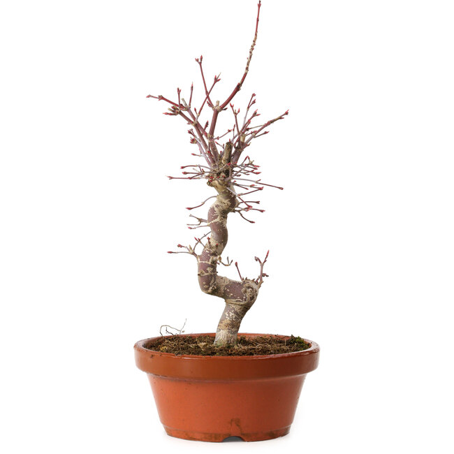 Acer palmatum deshojo, 27 cm, ± 8 años de edad, con un nebari de 3 cm