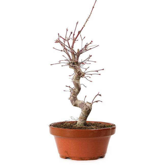 Acer palmatum deshojo, 27 cm, ± 8 anni, con nebari di 3 cm