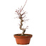 Acer palmatum deshojo, 27 cm, ± 8 años de edad, con un nebari de 3 cm