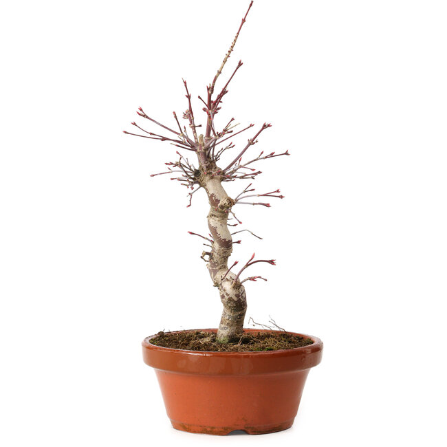 Acer palmatum deshojo, 27 cm, ± 8 jaar oud, met een nebari van 3 cm
