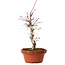 Acer palmatum deshojo, 27 cm, ± 8 ans, avec un nebari de 3 cm