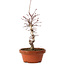 Acer palmatum deshojo, 27 cm, ± 8 años de edad, con un nebari de 3 cm