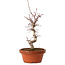 Acer palmatum deshojo, 27 cm, ± 8 years old, with a nebari of 3 cm