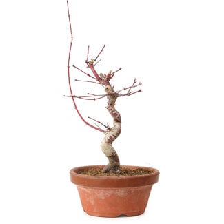 Acer palmatum deshojo, 27 cm, ± 8 Jahre alt