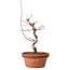 Acer palmatum deshojo, 27 cm, ± 8 años de edad, con un nebari de 3 cm