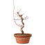Acer palmatum deshojo, 27 cm, ± 8 years old, with a nebari of 3 cm