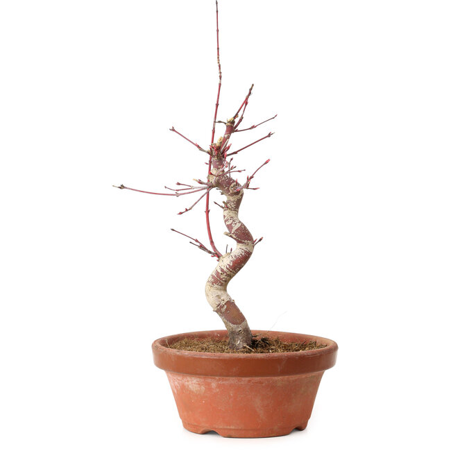 Acer palmatum deshojo, 27 cm, ± 8 years old, with a nebari of 3 cm