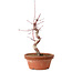 Acer palmatum deshojo, 27 cm, ± 8 years old, with a nebari of 3 cm