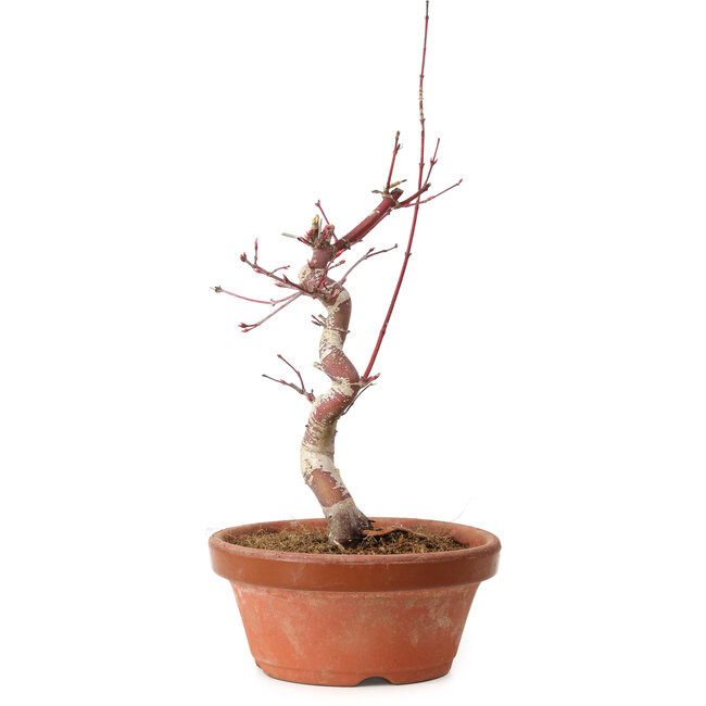 Acer palmatum deshojo, 27 cm, ± 8 Jahre alt, mit einem Wurzelhals von 3 cm