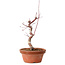 Acer palmatum deshojo, 27 cm, ± 8 Jahre alt, mit einem Wurzelhals von 3 cm