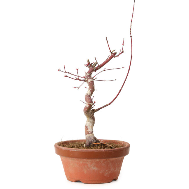 Acer palmatum deshojo, 27 cm, ± 8 jaar oud, met een nebari van 3 cm