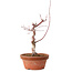 Acer palmatum deshojo, 27 cm, ± 8 jaar oud, met een nebari van 3 cm