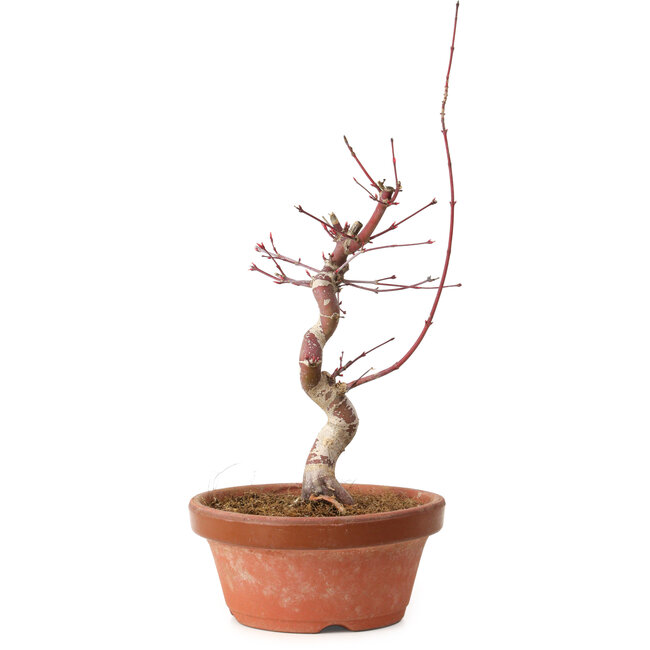 Acer palmatum deshojo, 27 cm, ± 8 Jahre alt, mit einem Wurzelhals von 3 cm