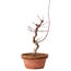 Acer palmatum deshojo, 27 cm, ± 8 años de edad, con un nebari de 3 cm