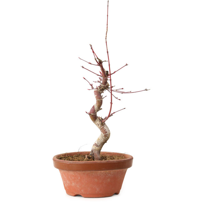 Acer palmatum deshojo, 27 cm, ± 8 Jahre alt, mit einem Wurzelhals von 3 cm