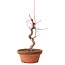 Acer palmatum deshojo, 27 cm, ± 8 jaar oud, met een nebari van 3 cm