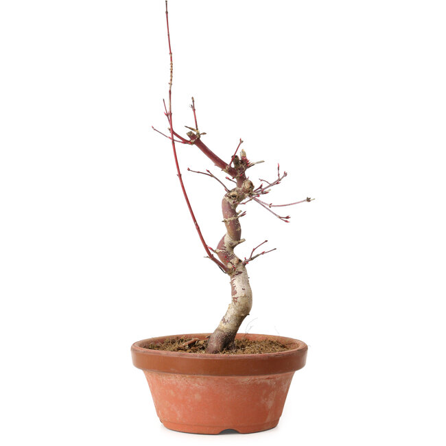 Acer palmatum deshojo, 27 cm, ± 8 Jahre alt, mit einem Wurzelhals von 3 cm