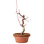 Acer palmatum deshojo, 27 cm, ± 8 anni, con nebari di 3 cm