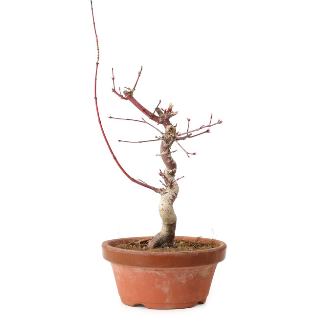 Acer palmatum deshojo, 27 cm, ± 8 Jahre alt, mit einem Wurzelhals von 3 cm