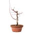 Acer palmatum deshojo, 27 cm, ± 8 años de edad, con un nebari de 3 cm