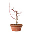 Acer palmatum deshojo, 27 cm, ± 8 ans, avec un nebari de 3 cm