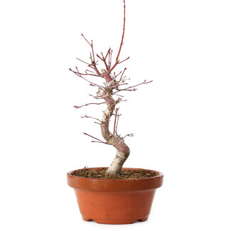 Acer palmatum deshojo, 27 cm, ± 8 jaar oud